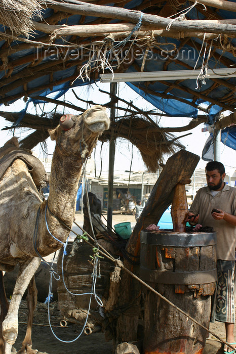 yemen6: Yemen - Zabid - Al Hudaydah governorate - blindfolded camel powering an oil mill - photo by E.Andersen - (c) Travel-Images.com - Stock Photography agency - Image Bank