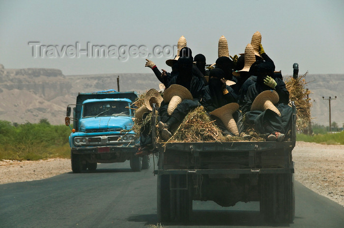 yemen63: Wadi Hadhramaut, Hadhramaut Governorate, Yemen: women in abayas and traditional straw hats going to work in the fields - conical witches hats, known as madhalla - trucks on the road - photo by J.Pemberton - (c) Travel-Images.com - Stock Photography agency - Image Bank