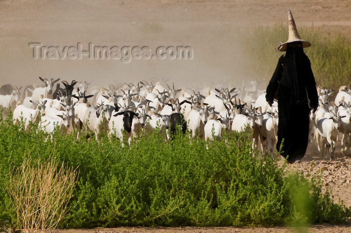 yemen75: Wadi Hadhramaut, Hadhramaut Governorate, Yemen: woman shepherd with a herd of goats - niqab - photo by J.Pemberton - (c) Travel-Images.com - Stock Photography agency - Image Bank