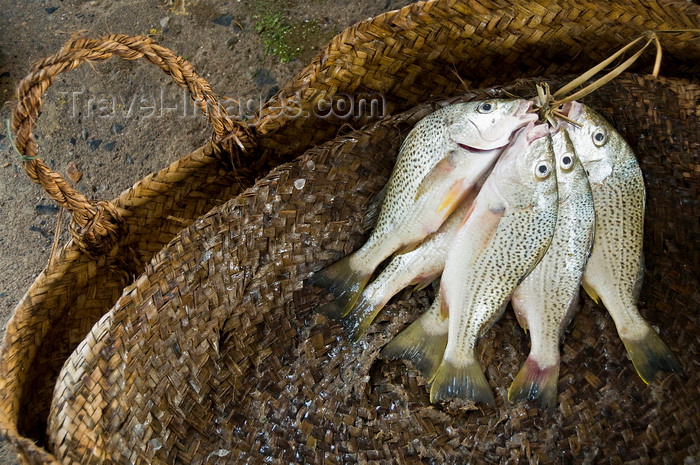 yemen82: Al Hudaydah, Yemen: basket with fish for sale in the fish market - photo by J.Pemberton - (c) Travel-Images.com - Stock Photography agency - Image Bank