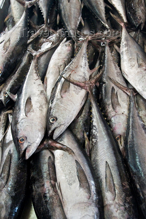 yemen84: Al Hudaydah / Hodeida, Yemen: Tuna at the fish market - photo by J.Pemberton - (c) Travel-Images.com - Stock Photography agency - Image Bank