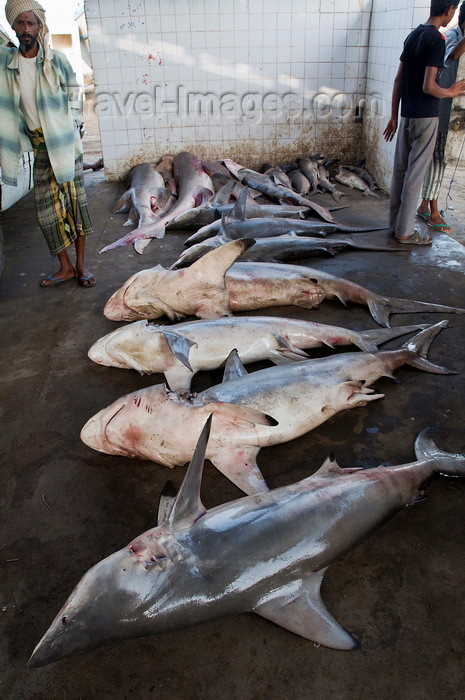 yemen85: Al Hudaydah / Hodeida, Yemen: Sharks in the morning fish market - photo by J.Pemberton - (c) Travel-Images.com - Stock Photography agency - Image Bank