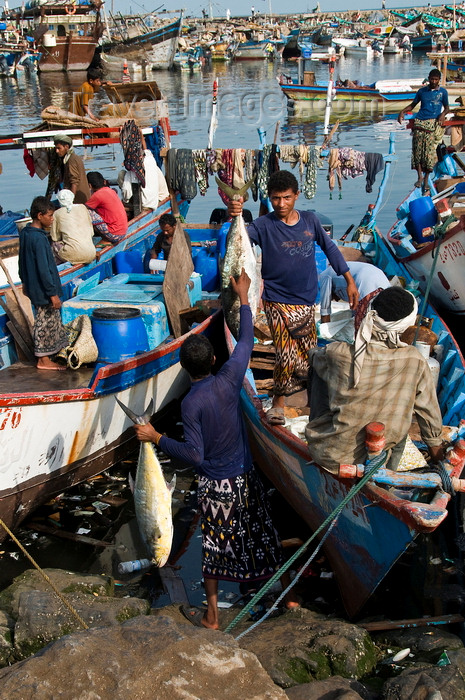 yemen87: Al Hudaydah / Hodeida, Yemen: unloading morning catch at fish market -  Red Sea - photo by J.Pemberton - (c) Travel-Images.com - Stock Photography agency - Image Bank