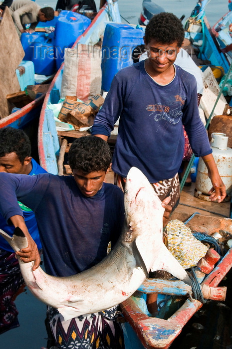 yemen88: Al Hudaydah / Hodeida, Yemen: fishermen unloading shark for the morning fish market - photo by J.Pemberton - (c) Travel-Images.com - Stock Photography agency - Image Bank