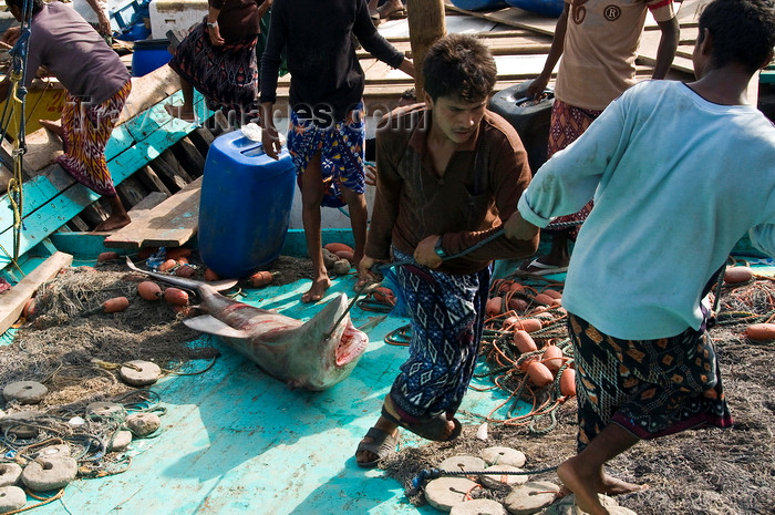 yemen89: Al Hudaydah / Hodeida, Yemen: dragging a shark to the morning fish market - photo by J.Pemberton - (c) Travel-Images.com - Stock Photography agency - Image Bank