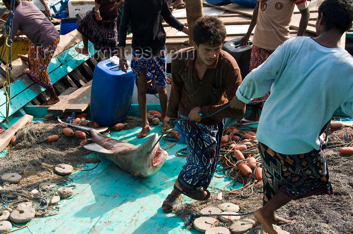 yemen89: Al Hudaydah / Hodeida, Yemen: dragging a shark to the morning fish market - photo by J.Pemberton - (c) Travel-Images.com - Stock Photography agency - Image Bank