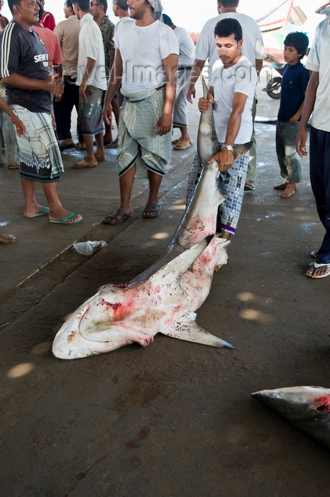 yemen90: Al Hudaydah / Hodeida, Yemen: man with a large Shark at morning fish market - photo by J.Pemberton - (c) Travel-Images.com - Stock Photography agency - Image Bank