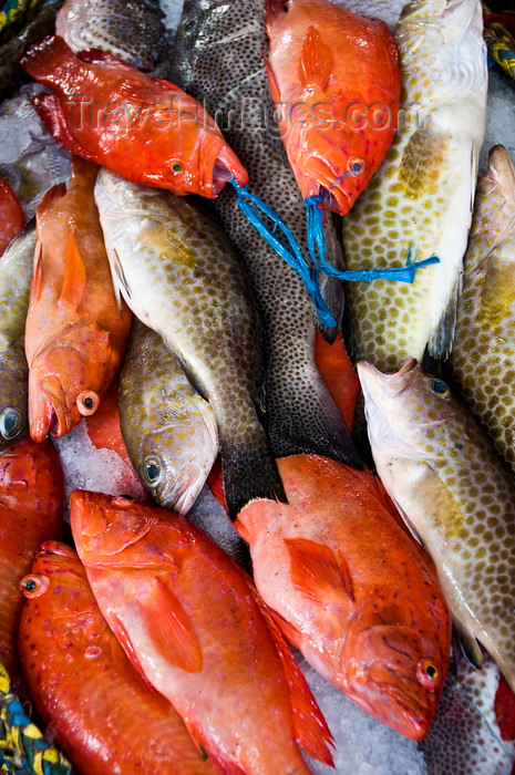 yemen92: Al Hudaydah / Hodeida, Yemen: assorted fish at morning fish market - photo by J.Pemberton - (c) Travel-Images.com - Stock Photography agency - Image Bank