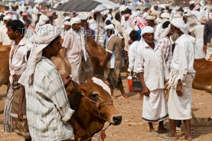 yemen98: Bayt al-Faqih, Al Hudaydah governorate, Yemen: crowd with cattle at the weekly market - photo by J.Pemberton - (c) Travel-Images.com - Stock Photography agency - Image Bank