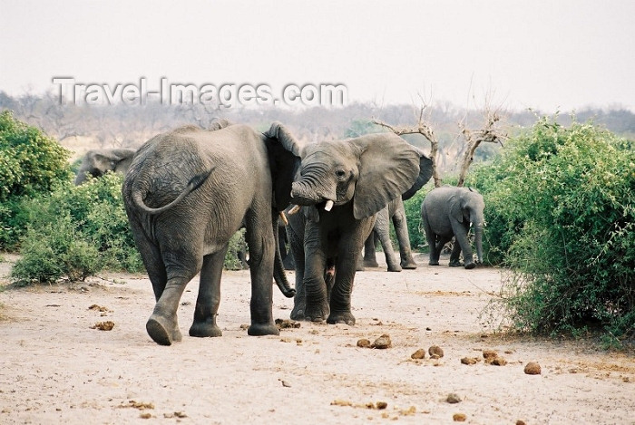 zambia2: Kafue National Park, Zambia: elephants - photo by C.Engelbrecht - (c) Travel-Images.com - Stock Photography agency - Image Bank