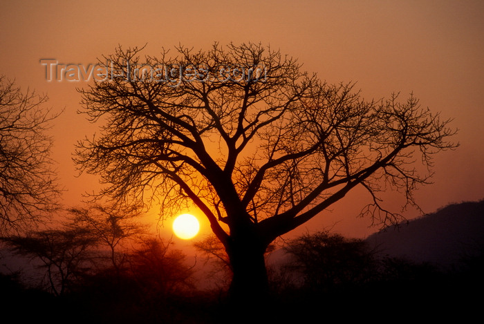 zambia6: Southern province, Zambia: baobab tree silhouette at sunset - Adansonia digitata - photo by C.Lovell - (c) Travel-Images.com - Stock Photography agency - Image Bank