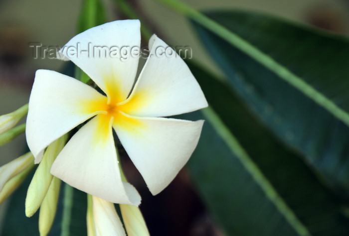 zanzibar100: Stone Town, Zanzibar, Tanzania: frangipani flower - plumeria - Zanzibar Serena Inn - Shangani - photo by M.Torres - (c) Travel-Images.com - Stock Photography agency - Image Bank