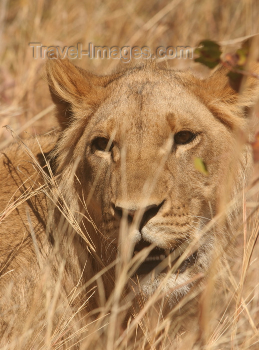 zimbabwe11: Masuwe, Matabeleland North province, Zimbabwe: lion in the tall grass - photo by R.Eime - (c) Travel-Images.com - Stock Photography agency - Image Bank