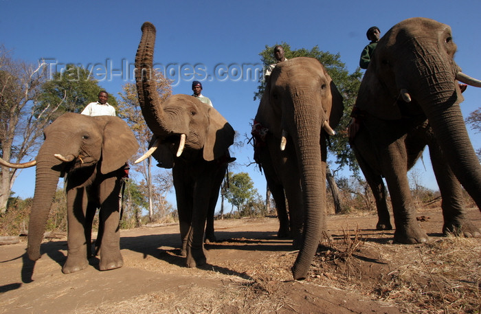 zimbabwe12: Masuwe, Matabeleland North province, Zimbabwe: elephants and mahouts - photo by R.Eime - (c) Travel-Images.com - Stock Photography agency - Image Bank
