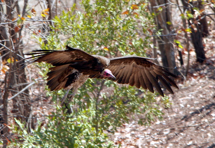 zimbabwe13: Victoria Falls Safari Lodge, Matabeleland North province, Zimbabwe: vulture in flight - photo by R.Eime - (c) Travel-Images.com - Stock Photography agency - Image Bank
