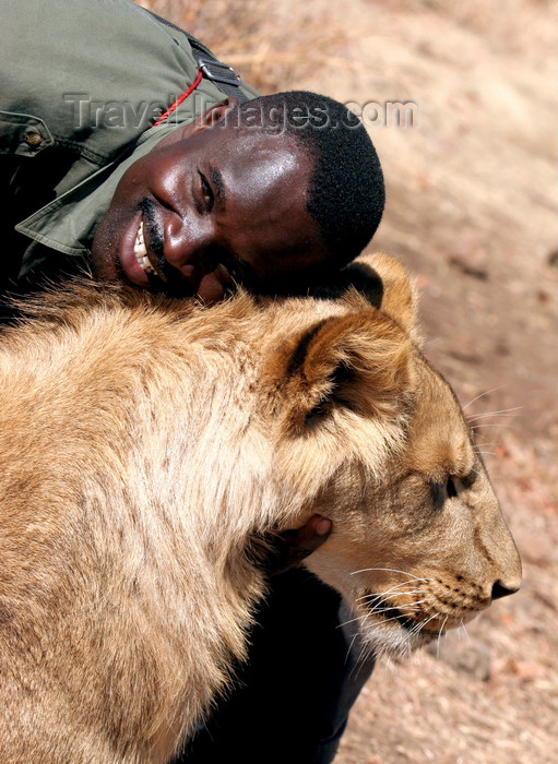 zimbabwe14: Masuwe Safari Lodge, Matabeleland North province, Zimbabwe: lion and friendly park ranger - photo by R.Eime - (c) Travel-Images.com - Stock Photography agency - Image Bank