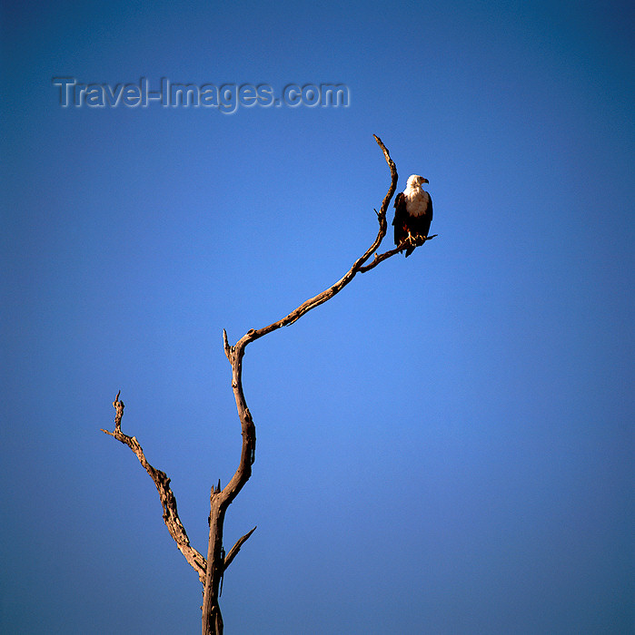 zimbabwe16: Zimbabwe - Lake Kariba, Mashonaland West province: African Fish Eagle on a dead tree - Haliaeetus vocifer - bird of prey - African fauna - photo by W.Allgower - (c) Travel-Images.com - Stock Photography agency - Image Bank