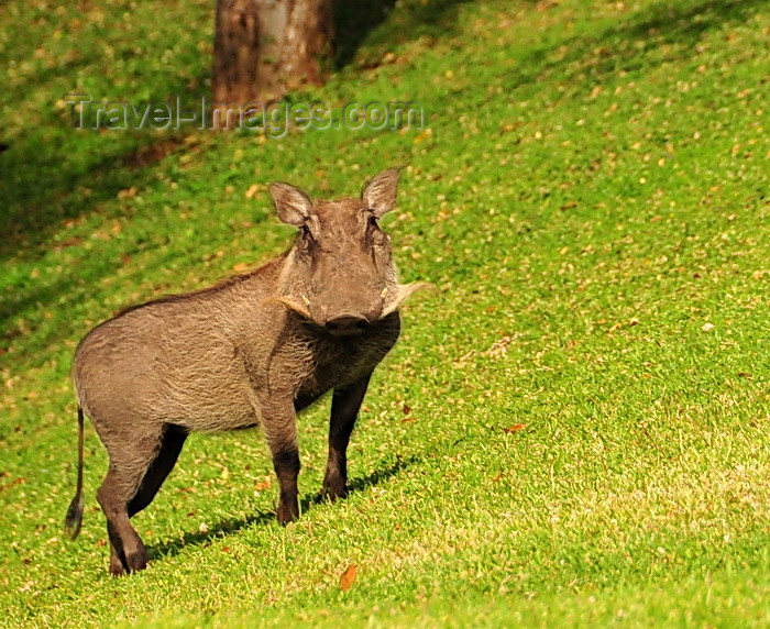 zimbabwe17: Victoria Falls, Matabeleland North, Zimbabwe: Victoria Falls Hotel - Southern Warthog in the lawn - Phacochoerus africanus sundevallii - photo by M.Torres - (c) Travel-Images.com - Stock Photography agency - Image Bank