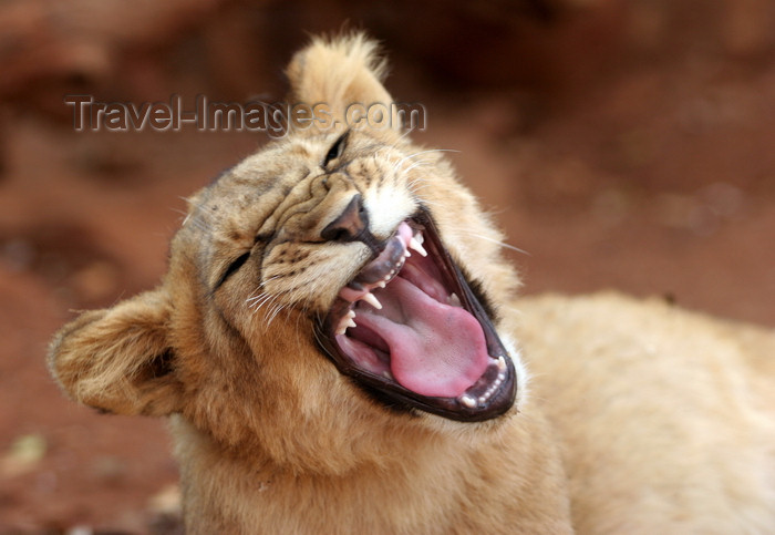 zimbabwe19: Masuwe, Matabeleland North province, Zimbabwe: lion cub growling - photo by R.Eime - (c) Travel-Images.com - Stock Photography agency - Image Bank