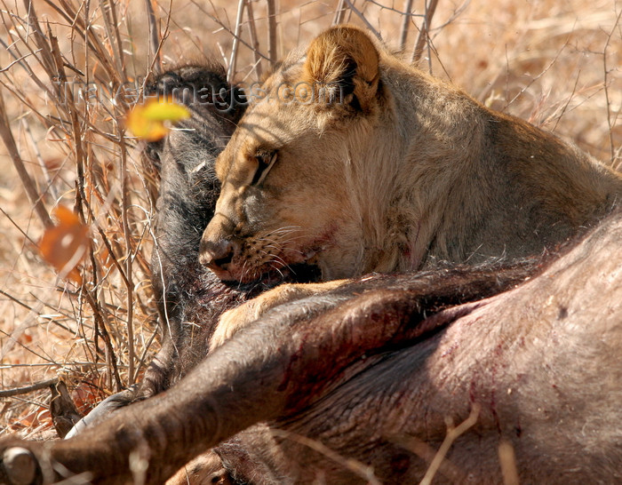 zimbabwe20: Masuwe, Matabeleland North province, Zimbabwe: a lion makes a kill - photo by R.Eime - (c) Travel-Images.com - Stock Photography agency - Image Bank