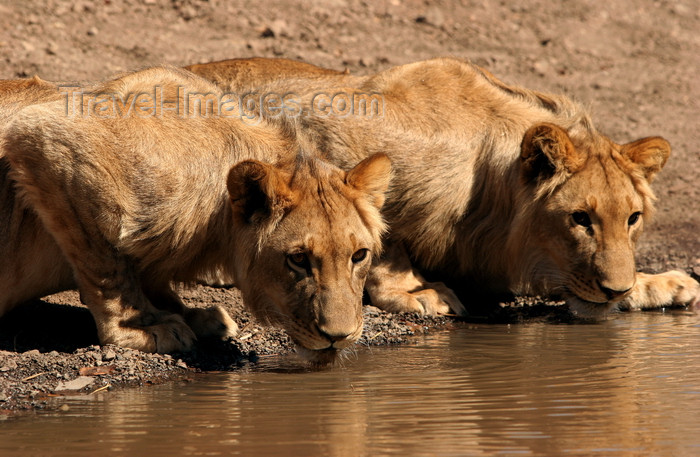 zimbabwe21: Zambezi National Park, Matabeleland North province, Zimbabwe: lions at a water hole - photo by R.Eime - (c) Travel-Images.com - Stock Photography agency - Image Bank