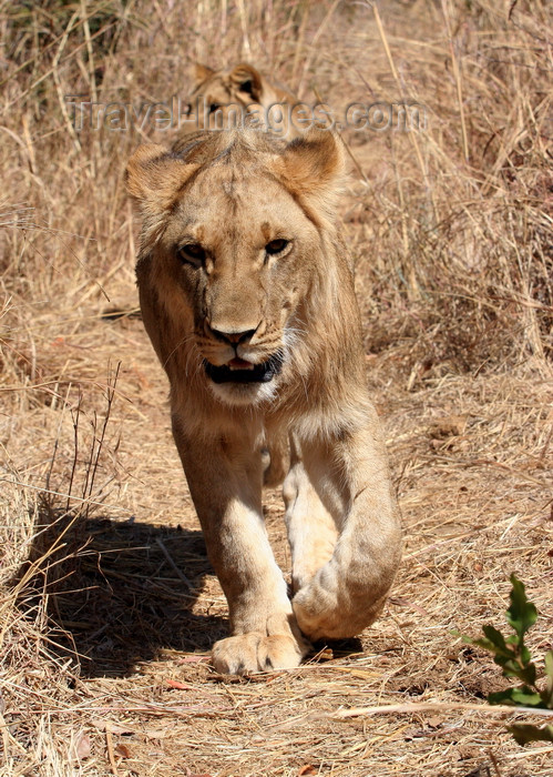 zimbabwe22: Masuwe, Matabeleland North province, Zimbabwe: lion hunting - photo by R.Eime - (c) Travel-Images.com - Stock Photography agency - Image Bank