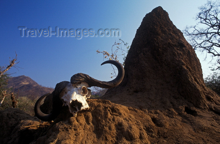 zimbabwe34: Lake Kariba, Mashonaland West province, Zimbabwe: Cape Buffalo skull with horns and termite mound in the Lake Kariba Recreational Park - photo by C.Lovell - (c) Travel-Images.com - Stock Photography agency - Image Bank