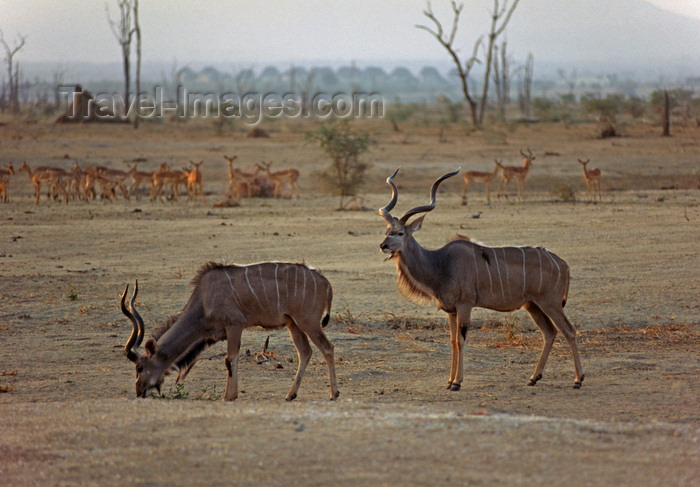 zimbabwe35: Lake Kariba, Mashonaland West province, Zimbabwe: greater kudu bulls forage along the lake shores - Tragelaphus Strepsiceros - photo by C.Lovell - (c) Travel-Images.com - Stock Photography agency - Image Bank