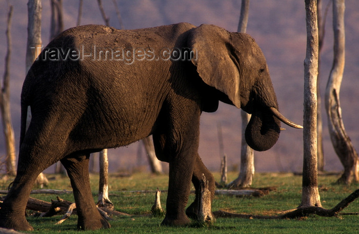 zimbabwe36: Lake Kariba, Mashonaland West province, Zimbabwe: an African Elephant walks among dead trunks along the lake shore - Loxodonta Africana - photo by C.Lovell - (c) Travel-Images.com - Stock Photography agency - Image Bank