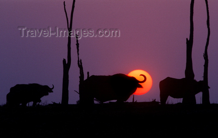 zimbabwe38: Lake Kariba, Mashonaland West province, Zimbabwe: sunset and silhouettes of Cape Buffalos - one of Africa's most dangerous animals - Syncerus Caffer - African Buffalo - photo by C.Lovell - (c) Travel-Images.com - Stock Photography agency - Image Bank