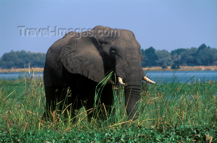 zimbabwe39: Zambezi River, Matabeleland North province, Zimbabwe: an African Elephant forages in the river shallows- Loxodonta Africana - photo by C.Lovell - (c) Travel-Images.com - Stock Photography agency - Image Bank