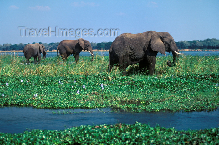 zimbabwe40: Zambezi River, Matabeleland North province, Zimbabwe: herd of African Elephant foraging in the river shallows- Loxodonta Africana - photo by C.Lovell - (c) Travel-Images.com - Stock Photography agency - Image Bank