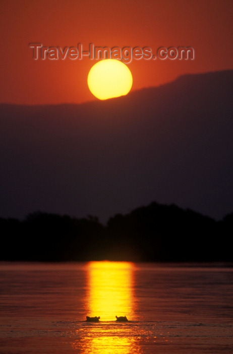 zimbabwe41: Zambezi River, Matabeleland North province, Zimbabwe: a pod of Hippos seem to be enjoying this magnificent sunset - photo by C.Lovell - (c) Travel-Images.com - Stock Photography agency - Image Bank