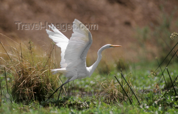 zimbabwe42: Zambezi River, Matabeleland North province, Zimbabwe: a Great Egret takes off along the river shores - Ardea alba - photo by C.Lovell - (c) Travel-Images.com - Stock Photography agency - Image Bank