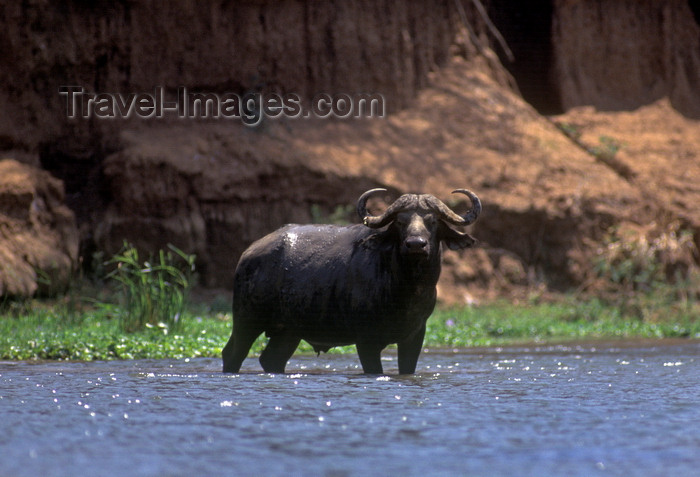 zimbabwe43: Zambezi River, Matabeleland North province, Zimbabwe: Cape Buffalo in the shallow waters of a side channel - Syncerus Caffer - African Buffalo - photo by C.Lovell - (c) Travel-Images.com - Stock Photography agency - Image Bank