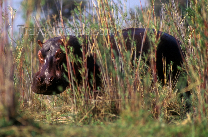 zimbabwe44: Zambezi River, Matabeleland North province, Zimbabwe: a Hippo hides in the reeds along the river banks - Hippopotamus amphibius - photo by C.Lovell - (c) Travel-Images.com - Stock Photography agency - Image Bank