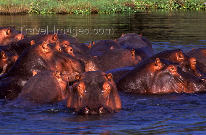 zimbabwe45: Zambezi River, Matabeleland North province, Zimbabwe: large pod of Hippos enjoying the river comfort - photo by C.Lovell - (c) Travel-Images.com - Stock Photography agency - Image Bank