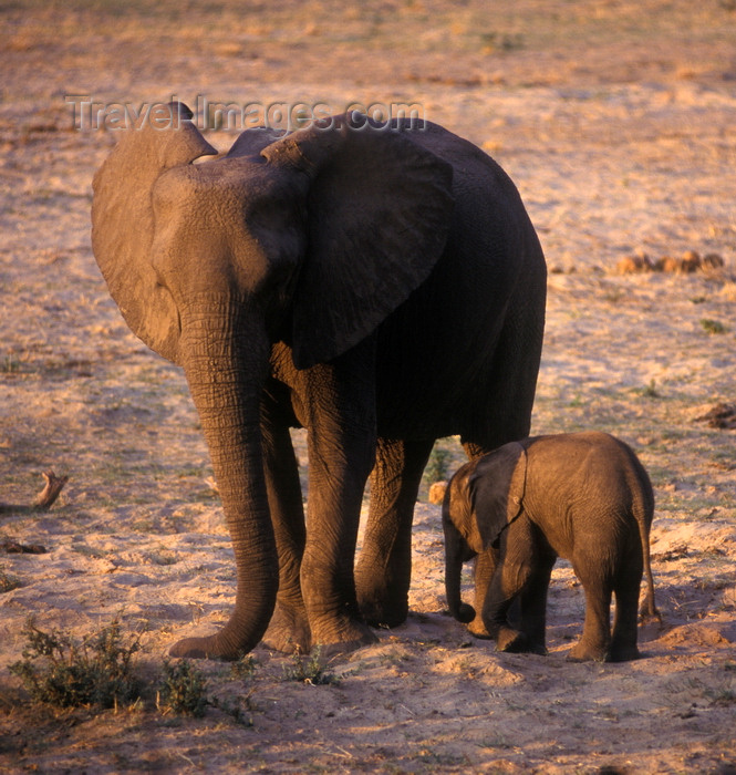 zimbabwe46: Matusadona National Park, Mashonaland West province, Zimbabwe: baby Elephants are born weighing 150 Kilos and are well nurtured by their mothers - Loxodonta Africana - photo by C.Lovell - (c) Travel-Images.com - Stock Photography agency - Image Bank