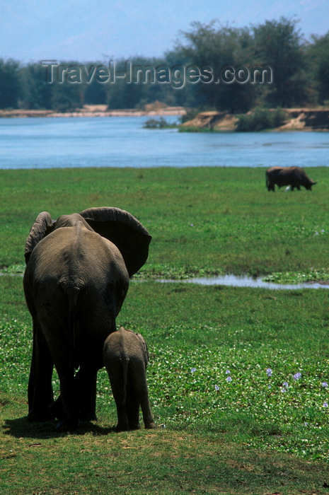 zimbabwe47: Matusadona National Park, Mashonaland West province, Zimbabwe: mother and baby Elephant on the lake shore - Loxodonta Africana - photo by C.Lovell - (c) Travel-Images.com - Stock Photography agency - Image Bank