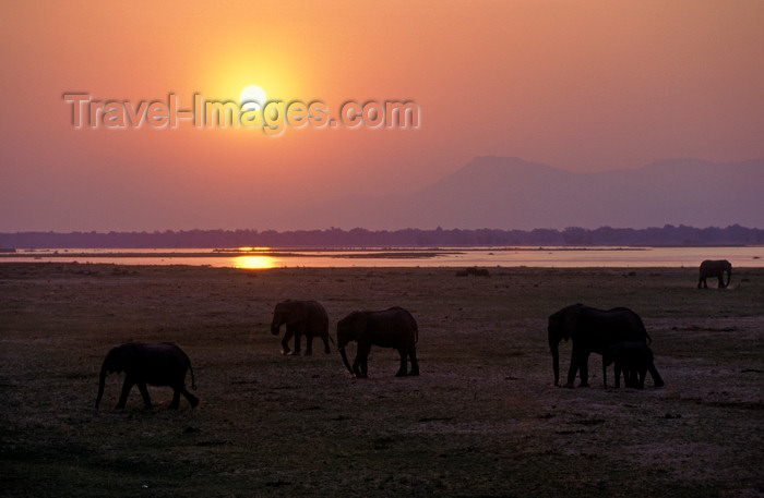 zimbabwe48: Matusadona National Park, Mashonaland West province, Zimbabwe: African Elephants are matriarchal society with the bulls living separately - sunset and herd by the lake - Loxodonta Africana- photo by C.Lovell - (c) Travel-Images.com - Stock Photography agency - Image Bank