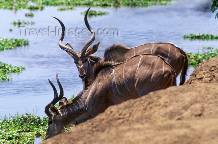 zimbabwe49: Matusadona National Park, Mashonaland West province, Zimbabwe: young male Greater Kudus drink from Lake Kariba - Tragalaphus Scriptus - photo by C.Lovell - (c) Travel-Images.com - Stock Photography agency - Image Bank