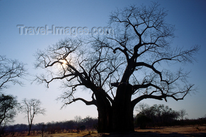 zimbabwe5: Matusadona National Park, Mashonaland West province, Zimbabwe: the eerie shape of a gigantic Baobab Tree - Adansonia digitata - solitary individual - photo by C.Lovell - (c) Travel-Images.com - Stock Photography agency - Image Bank