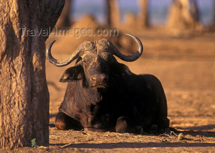 zimbabwe52: Matusadona National Park, Mashonaland West province, Zimbabwe: a bull Cape Buffalo rests under a tree - Syncerus Caffer - African Buffalo - photo by C.Lovell - (c) Travel-Images.com - Stock Photography agency - Image Bank