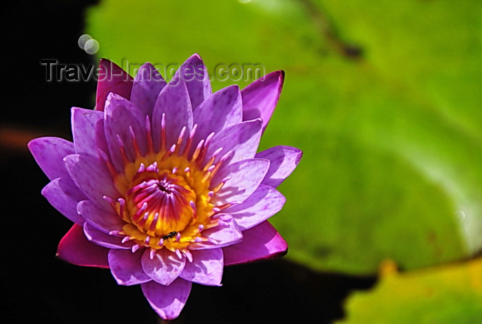 zimbabwe75: Victoria Falls, Matabeleland North, Zimbabwe: Victoria Falls Hotel - water lily floating flower - pond in the central court yard - Nymphaeaceae - photo by M.Torres - (c) Travel-Images.com - Stock Photography agency - Image Bank