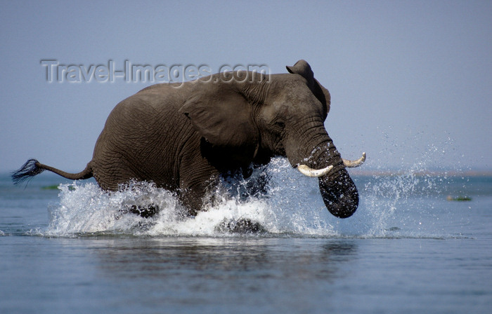 zimbabwe8: Zambezi River, Matabeleland North province, Zimbabwe: an African Elephant charges on the water as the photographer’s canoe gets too close for comfort - Loxodonta Africana - photo by C.Lovell - (c) Travel-Images.com - Stock Photography agency - Image Bank