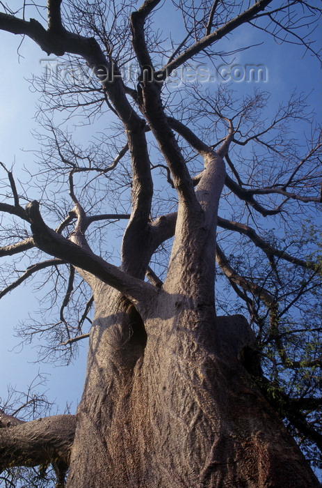 zimbabwe9: Lake Kariba, Mashonaland West province, Zimbabwe: the magnificent and unusual Baobab Tree seen from the base - Adansonia digitata - Lake Kariba Recreational Park - photo by C.Lovell - (c) Travel-Images.com - Stock Photography agency - Image Bank