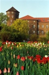 Poland - Cracovia, Cracovie, Kroke, Krak, Krakau, Krakiv, Krakk, Krakov, Krakova, Krakova, Krakovo, Krakw, Krakuf, Krokuva:  Wawel - tulips in the gardens (photo by J.Kaman)