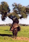 Tliga: touro / bull almost in the wild / toro - photo by M.Durruti