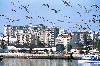 Portugal - Algarve - Portimo: bando de gaivotas - photo by T.Purbrook
