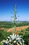 Portugal - Algarve - Silve: aloe vera - photo by T.Purbrook